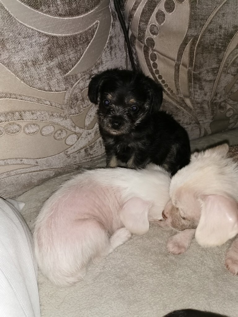 chinese crested gumtree